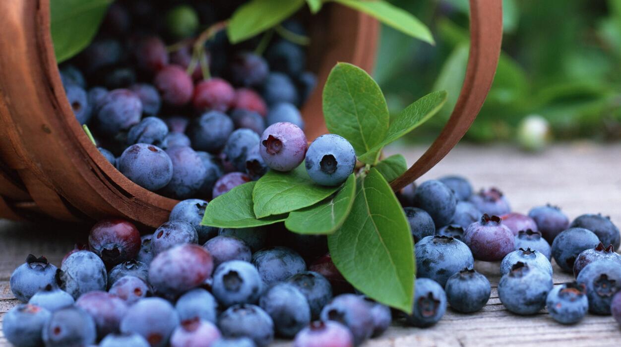 蓝莓